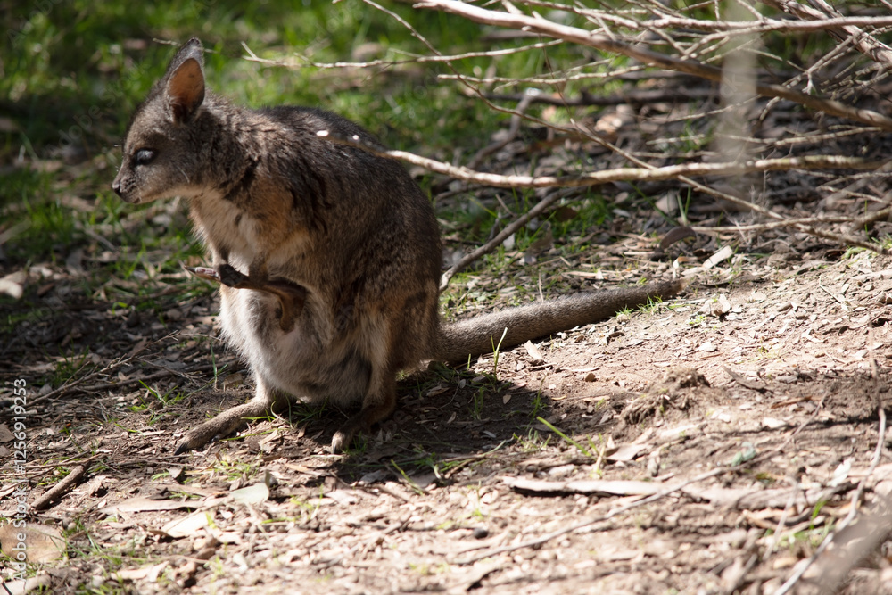 the joey in its mothers pouch is upside down with a leg sticking out the joey in its mothers pouch is upside down with a leg sticking out