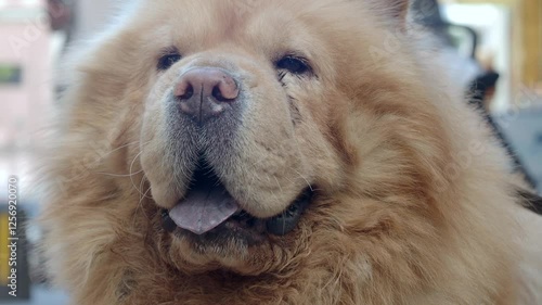 Charming chow chow enjoys a sunny day at the park