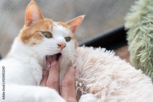 Plakat w ramie 手を噛む猫 茶トラ白