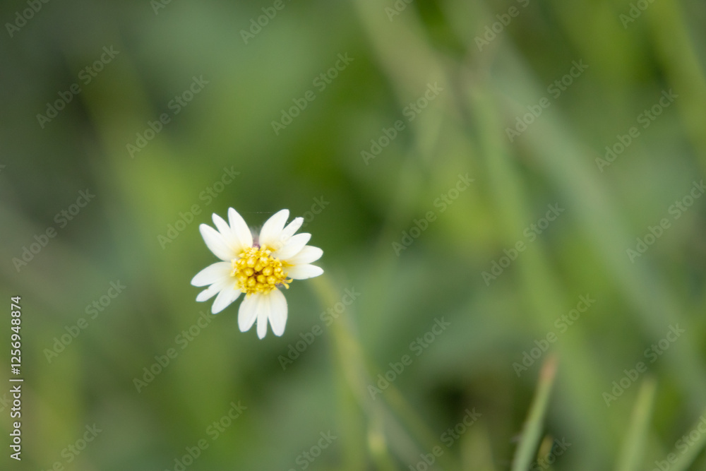 delicate wildflower blooms against a soft, blurred background. Its tiny yellow petals are perfectly formed delicate wildflower blooms against a soft, blurred background. Its tiny yellow petals are perfectly formed