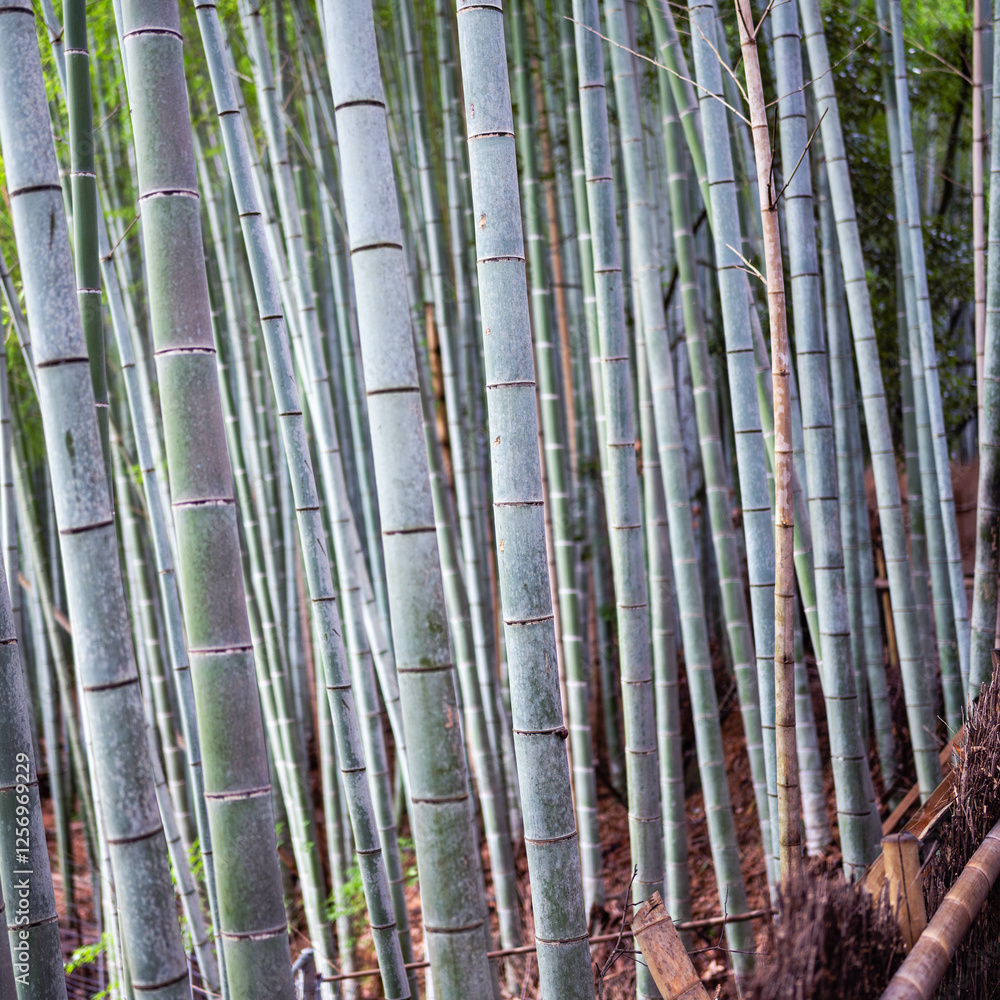Arashiyama, Japan - 07.11.2024: Arashiyama Bamboo Grove, Bamboo Forest Arashiyama, Japan - 07.11.2024: Arashiyama Bamboo Grove, Bamboo Forest