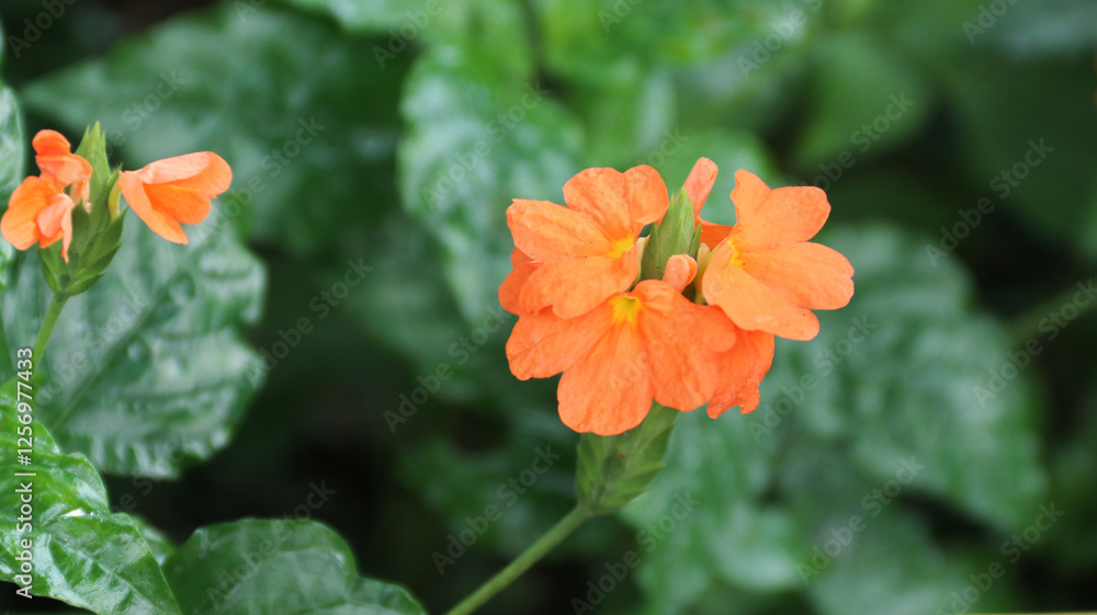 Crossandra infundibuliformis, beautiful yellow flower bloom in the garden Crossandra infundibuliformis, beautiful yellow flower bloom in the garden