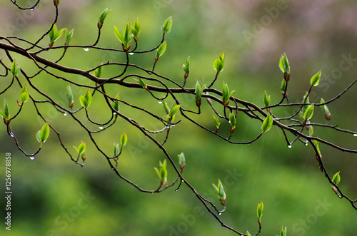 green leaves in spring