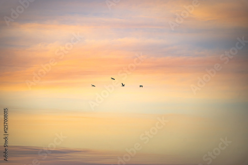 Ibises flying against beautiful sky at sunset at Lake Colac, Colac, Victoria, Australia photo