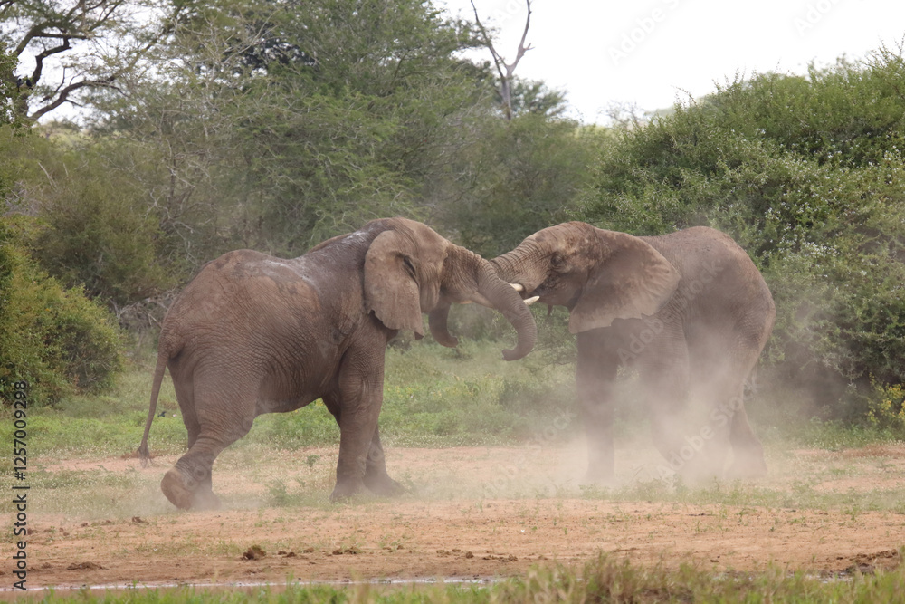 Fototapeta premium Afrikanischer Elefant / African elephant / Loxodonta africana.