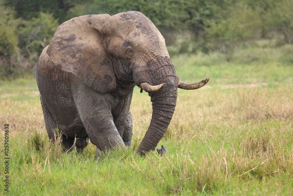 Obraz premium Afrikanischer Elefant im Schlamm / African elephant in the mud / Loxodonta africana