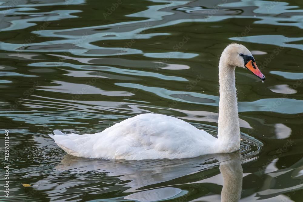 A graceful white swan swimming on a lake with dark water. The white swan is reflected in the water A graceful white swan swimming on a lake with dark water. The white swan is reflected in the water