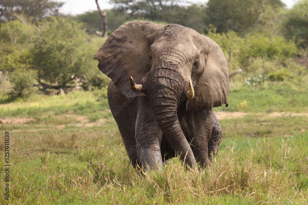 Fototapeta premium Afrikanischer Elefant im Schlamm / African elephant in the mud / Loxodonta africana