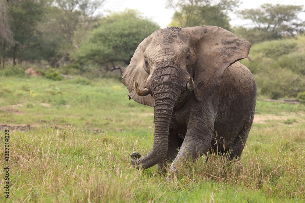 Obraz premium Afrikanischer Elefant im Schlamm / African elephant in the mud / Loxodonta africana