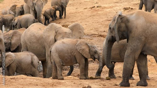 African elephant herd (Loxodonta africana) at a waterhole, Addo Elephant National Park, South Africa