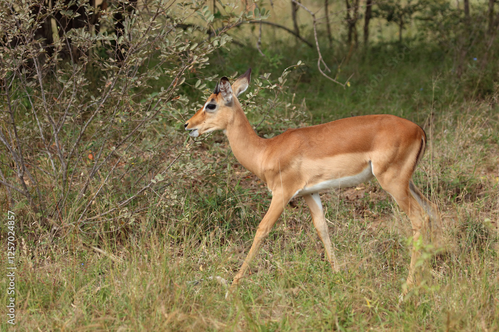Schwarzfersenantilope / Impala / Aepyceros melampus Schwarzfersenantilope / Impala / Aepyceros melampus