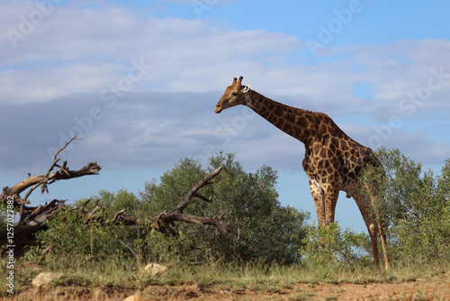 Canvas Print Giraffe / Giraffe / Giraffa camelopardalis