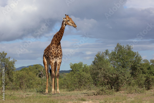 Photography Giraffe / Giraffe / Giraffa camelopardalis