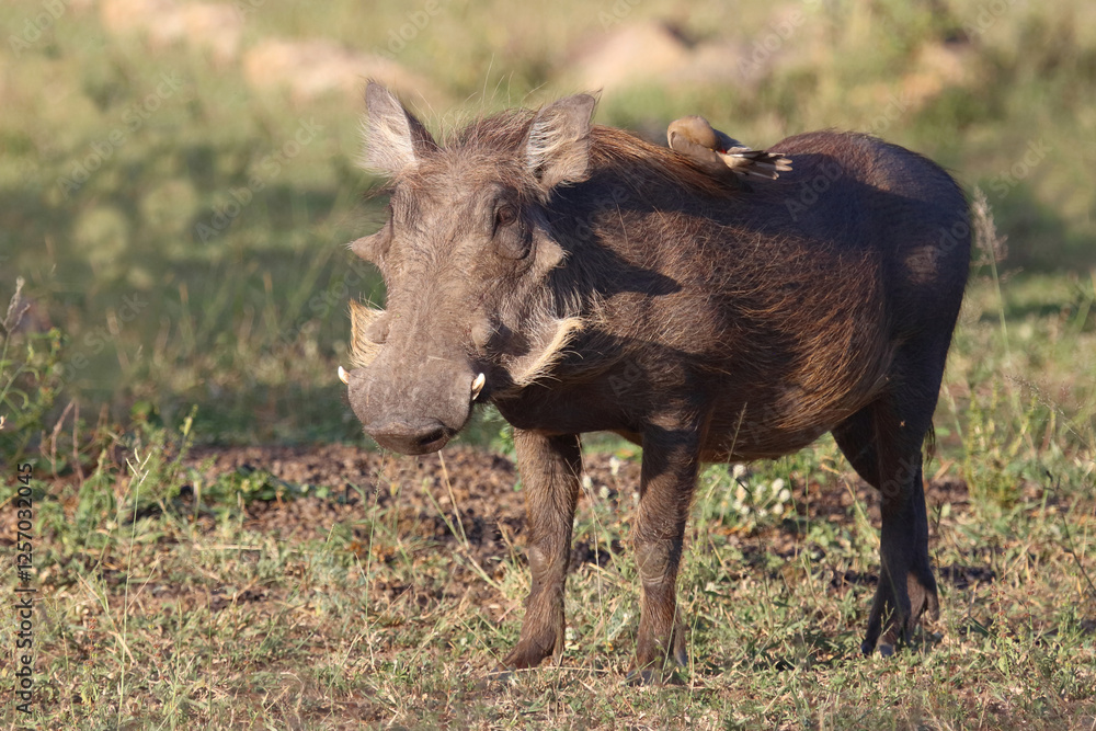 Warzenschwein / Warthog / Phacochoerus africanus Warzenschwein / Warthog / Phacochoerus africanus