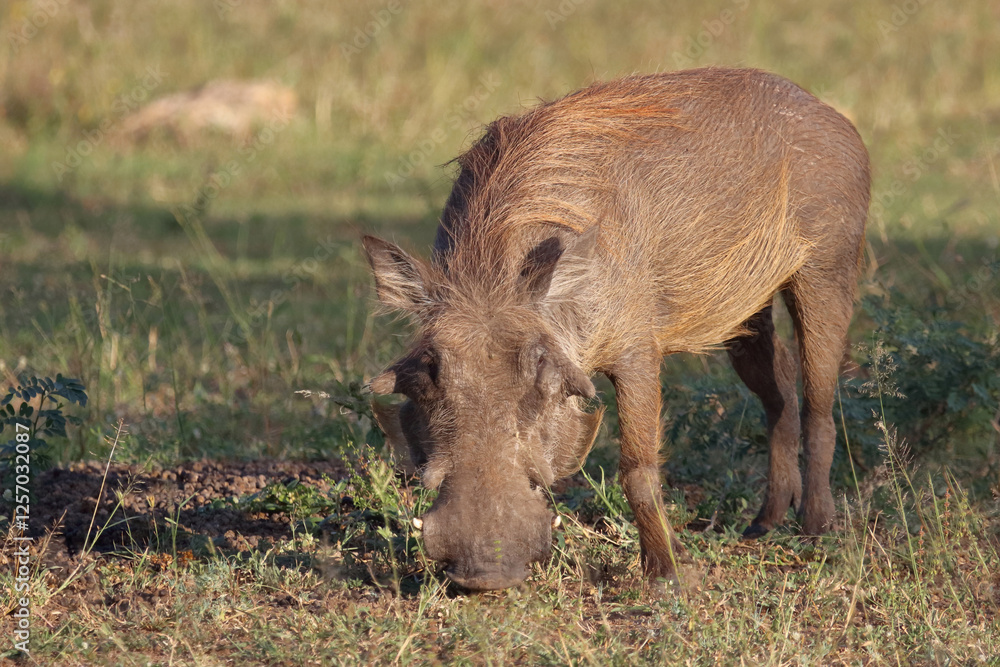 Warzenschwein / Warthog / Phacochoerus africanus Warzenschwein / Warthog / Phacochoerus africanus