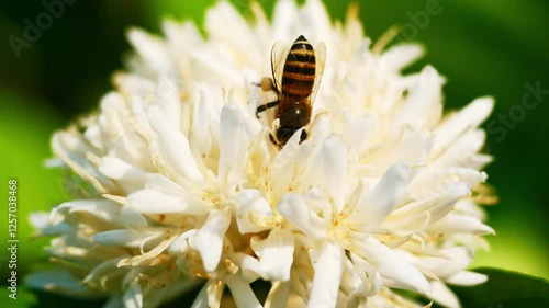 Honey bee on Robusta coffee blossom on tree plant with green leaf with black color in background. Petals and white stamens of blooming flowers