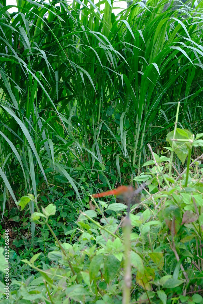 Fototapeta premium Lush Elephant Grass with Dewy Leaves in a Sunlit Field for Mockup Design