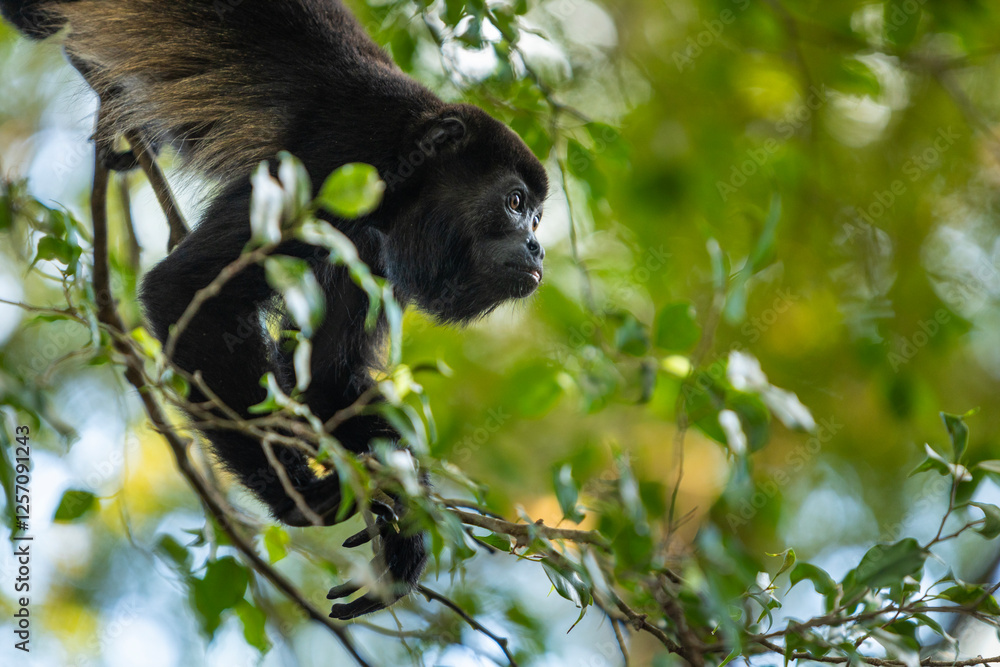 Close up photo of a Howler Monkey in a tree Close up photo of a Howler Monkey in a tree