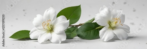 Isolated white bhringraj flower on white background, wellness, flora and fauna, therapy