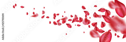 Rose petals flying on white background. Vector realistic illustration of pink and red flowers floating in wind, spring plant blossom pattern for romantic greeting card or elegant spa banner decoration
