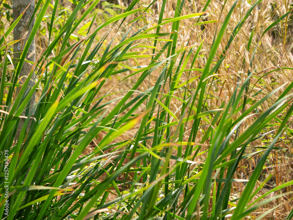 Fototapeta premium Lush green grass and dry stalks contrast natural field nature outdoor close-up seasonal changes