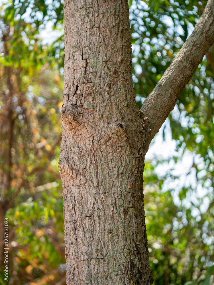 Eucalyptus tree close-up forest area nature calm atmosphere natural setting plant life Eucalyptus tree close-up forest area nature calm atmosphere natural setting plant life