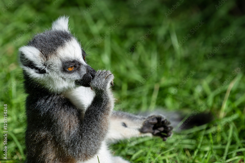 Naklejka premium Lémur catta assis dans l'herbe