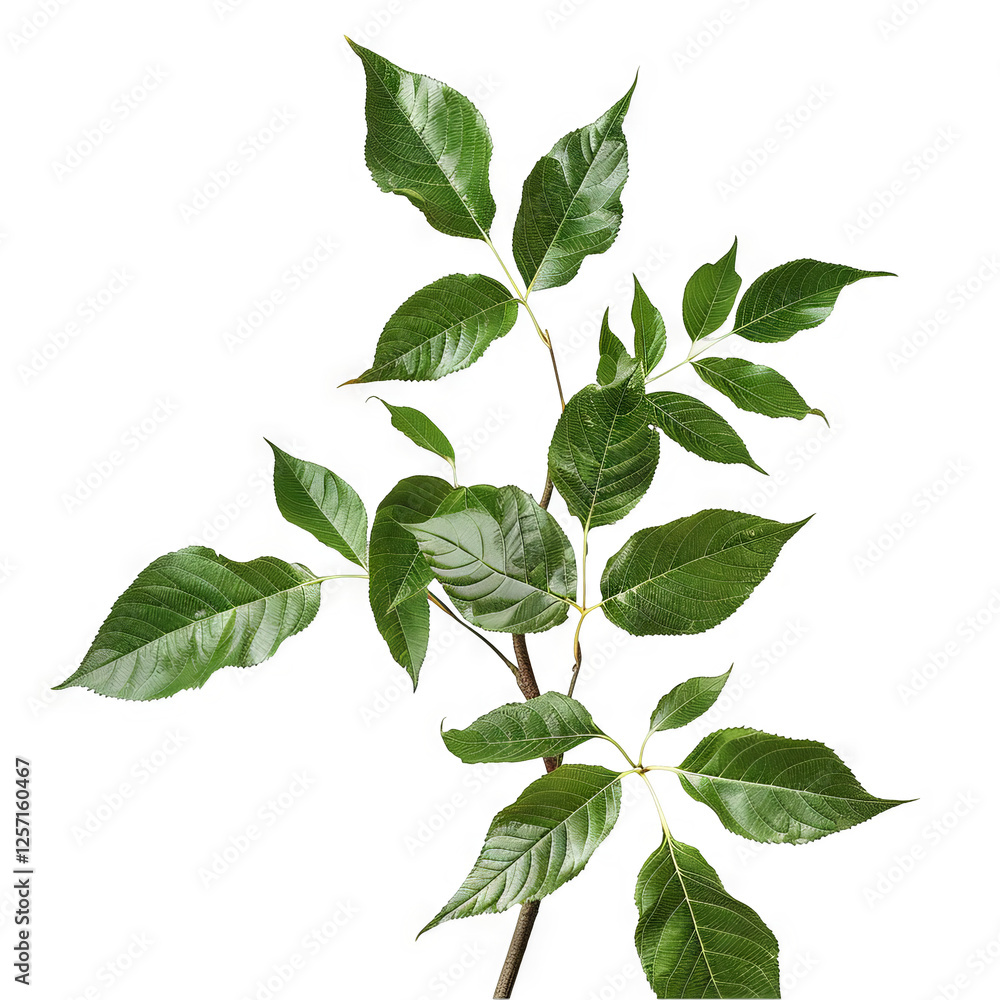 Fototapeta premium Vibrant Green Leaves Branch Isolated on Black Background