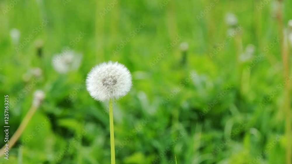 Single dandelion puff swaying softly in the wind against a blurred green meadow Single dandelion puff swaying softly in the wind against a blurred green meadow