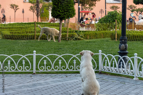 Stray dogs 
