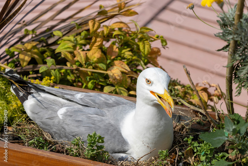 Bird sitting on its eggs 