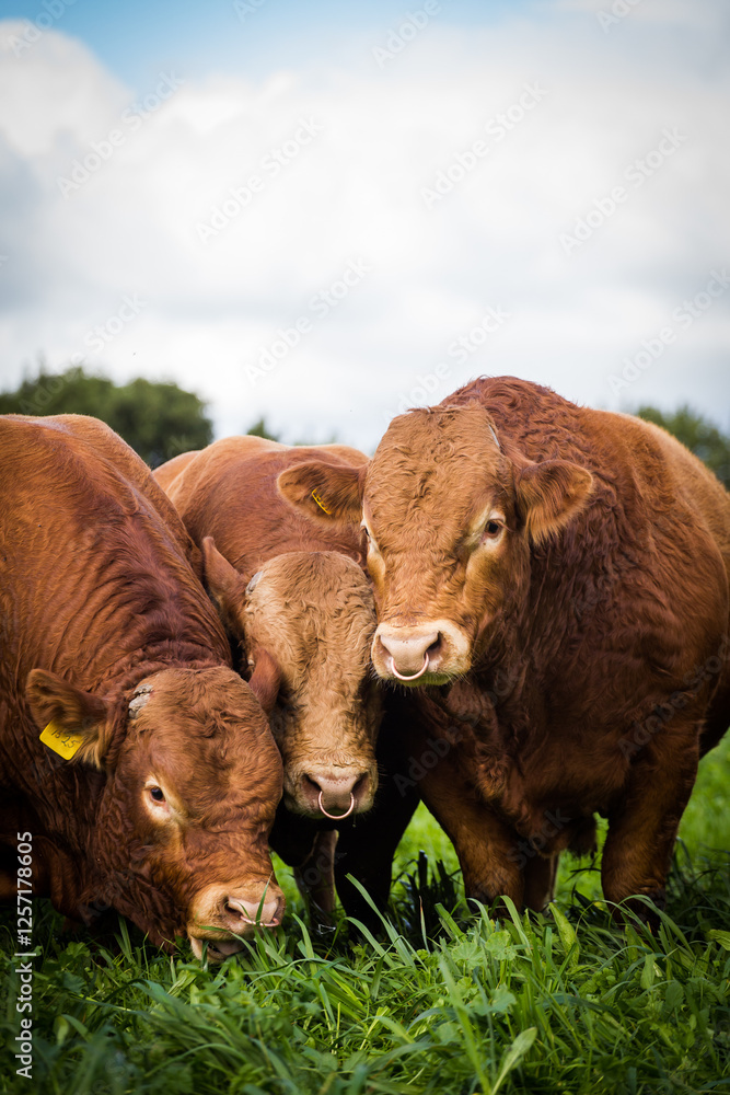 Fototapeta premium Close-up of a Limousin bull standing in a green pasture, showcasing its muscular build and reddish-brown coat under a partly cloudy sky.