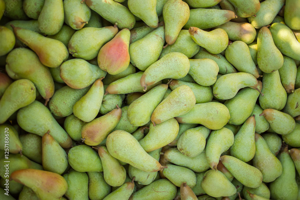 A cluster of ripe Abate Fetel pears hanging from a tree in an orchard, with vibrant green leaves and sunlight filtering through, showcasing this premium pear variety in a natural setting. A cluster of ripe Abate Fetel pears hanging from a tree in an orchard, with vibrant green leaves and sunlight filtering through, showcasing this premium pear variety in a natural setting.