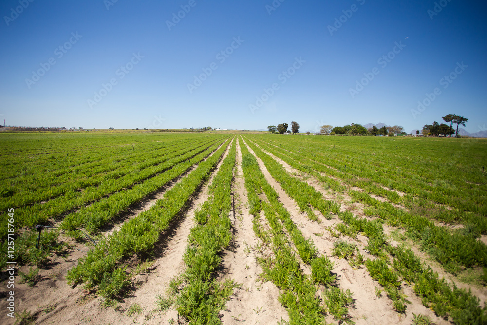 A close-up view of a carrot harvester in action, showing freshly pulled carrots with green tops and soil particles flying, highlighting modern agricultural technology and the harvesting process. A close-up view of a carrot harvester in action, showing freshly pulled carrots with green tops and soil particles flying, highlighting modern agricultural technology and the harvesting process.