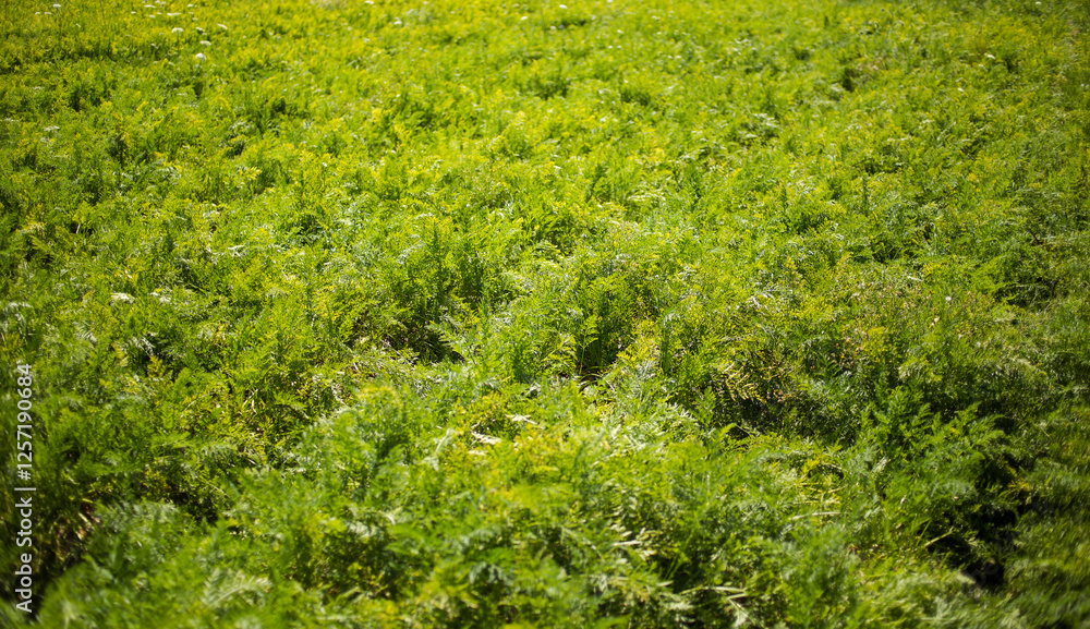 Fototapeta premium A close-up view of a carrot harvester in action, showing freshly pulled carrots with green tops and soil particles flying, highlighting modern agricultural technology and the harvesting process.