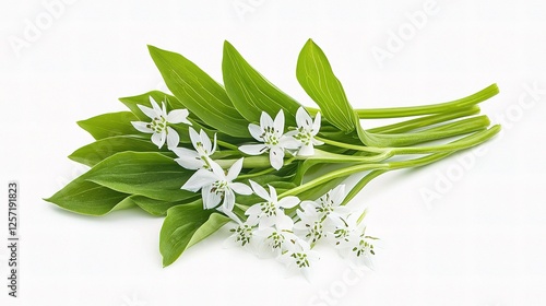 Delicate Wild Garlic Flowers with Petals Isolated on White Background