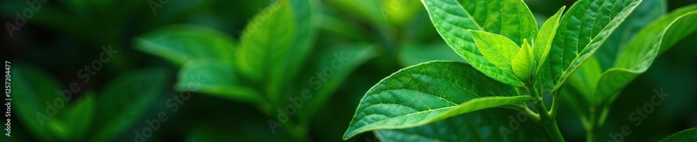 Studio light with subtle effects on piper betle leaves, botanical, greenery Studio light with subtle effects on piper betle leaves, botanical, greenery