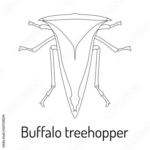 Black and white vector illustration of a buffalo treehopper insect. Scientific entomology drawing of Stictocephala bisonia. Perfect for educational, biological, and zoological projects.