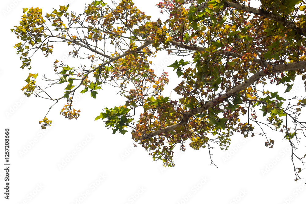 branch with leaves isolated on white branch with leaves isolated on white