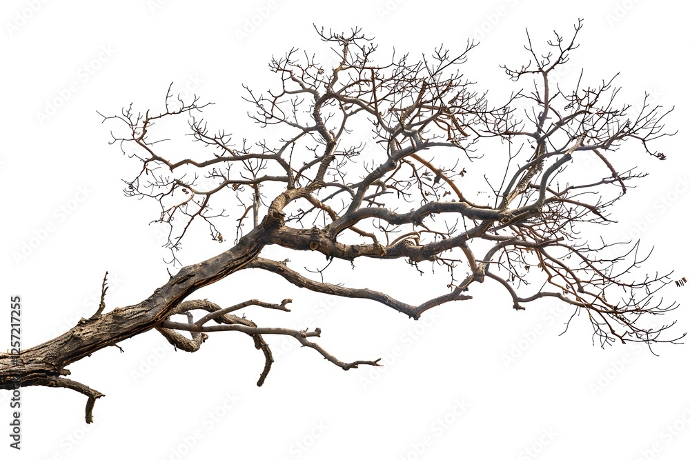 Dead tree branch isolated on white background Dead tree branch isolated on white background