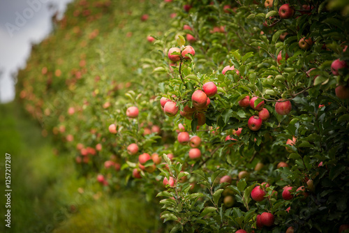 Lush apple orchard with rows of trees laden with ripe, blush-colored apples, set against a cloudy sky. A grassy pathway runs between the trees, showcasing a, high-density apple farm ready for harvest.
