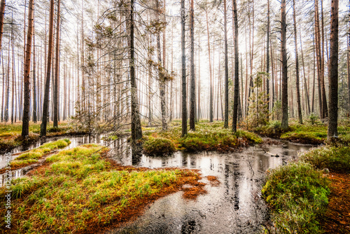 A wooden walking misty path in Bor na Czerwonem nature reserve in Nowy Targ in Poland
