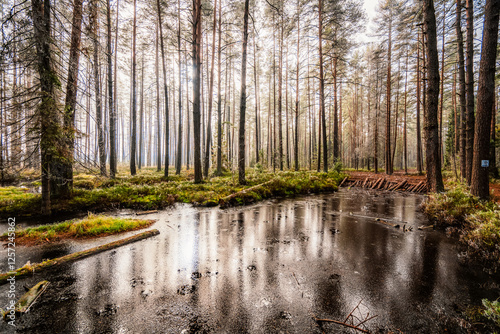 A wooden walking misty path in Bor na Czerwonem nature reserve in Nowy Targ in Poland