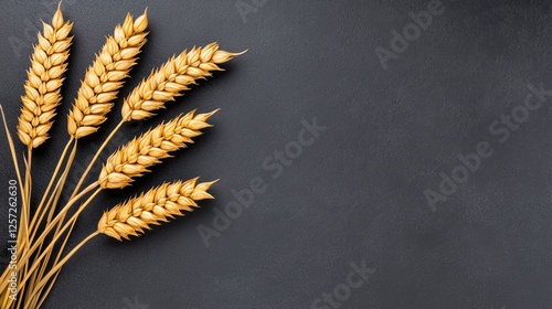 Golden wheat stalks on dark background; food, agriculture concept