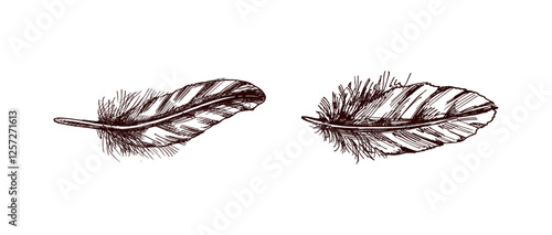Vintage feather hand drawn sketch illustration collection