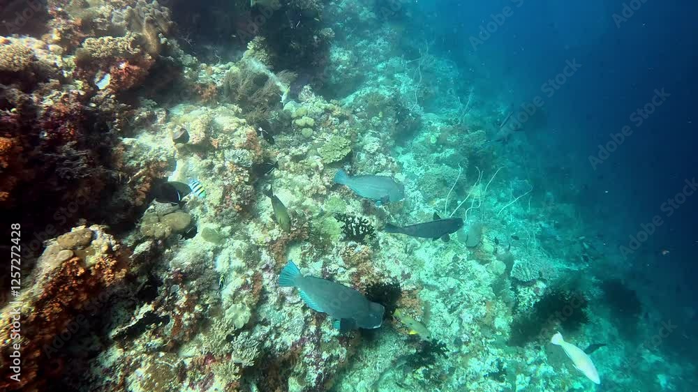 Pacific longnose parrotfish, Indo-Pacific sergeants, and humphead wrasse on a coral reef. Pacific longnose parrotfish, Indo-Pacific sergeants, and humphead wrasse on a coral reef.