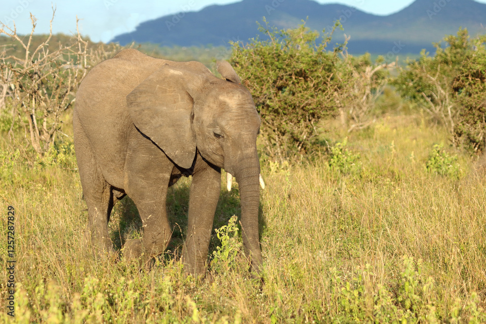 Obraz premium Afrikanischer Elefant / African elephant / Loxodonta africana