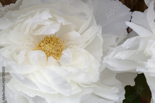 白い牡丹の花（連鶴）のアップ photo