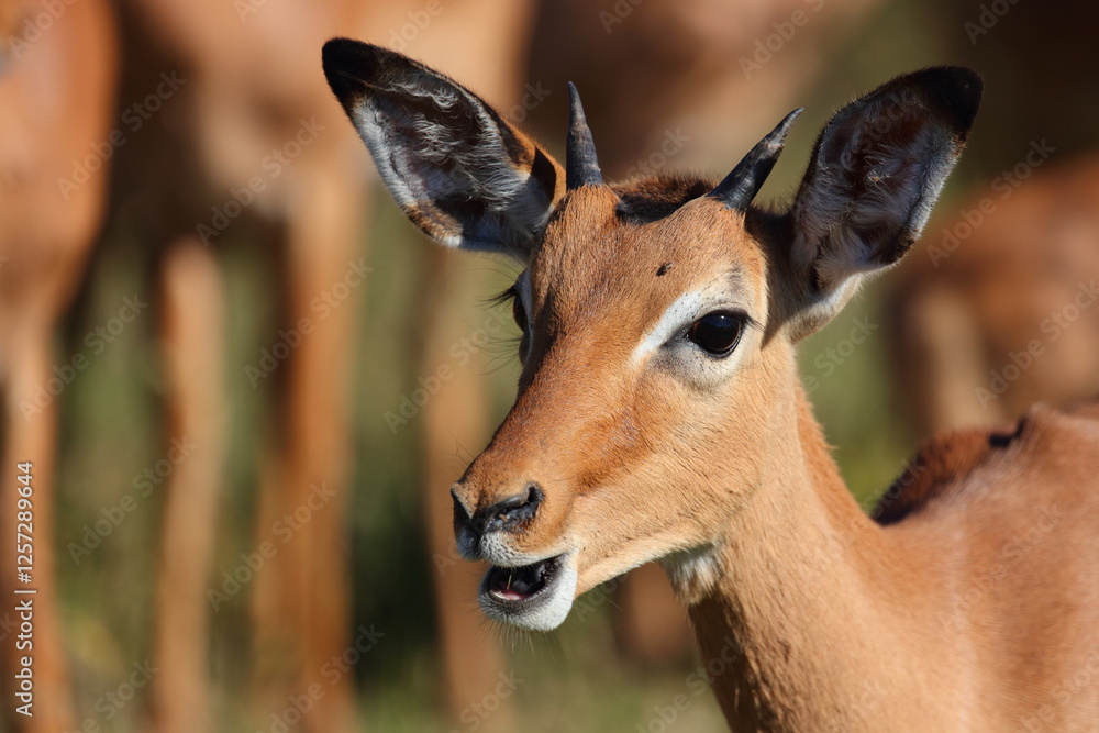 Schwarzfersenantilope / Impala / Aepyceros melampus.