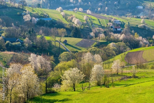 Wallpaper Mural Picturesque spring meadow with blooming cherry tree. Spring paradise with blooming trees. Historic agrarian landscape, Hrinovske lazy, Slovak republic. Travel destination. Seasonal natural scene.  Torontodigital.ca